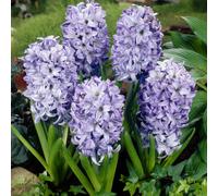 Carbeth Plants 8 X Hyacinth Sky Planet Spring Bulbs - Pale Blue Highly Fragrant Perennials - Uk Hardy Low Maintenance Pollinator Friendly