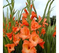 Carbeth Plants 80 X Gladioli Peter Pears Summer Flowering Bulbs - Orange Gladiolus Sword Lilies Pollinator Friendly Herbaceous Perennial Corms