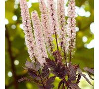 Carbeth Plants 9 X Actaea Pink Spike Bare Root - Fragrant Pink White Late Summer Flowering Pollinator Friendly Perennial For Shaded Borders