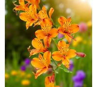 Carbeth Plants 9 X Alstroemeria Orange King Bare Root - Long Flowering Peruvian Lily With Compact Bushy Habit For Borders & Cutting Gardens
