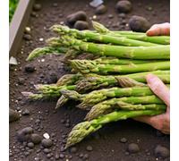 Carbeth Plants 9 X Asparagus Crown Avalim Roots For Planting - Premium Quality Vegetable Perennials For Kitchen Gardens & Allotments