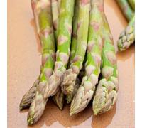 Carbeth Plants 9 X Asparagus Crown Tiemlim Roots For Planting - Premium Quality Vegetable Perennials For Kitchen Gardens & Allotments