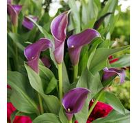 Carbeth Plants 9 X Calla Lily Paco Bulbs - Burgundy Summer Flowering Zantedeschia Corms