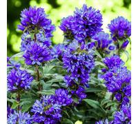 Carbeth Plants 9 X Campanula Superba Bare Root - Violet Blue Bellflower Pollinator Friendly Perennial - Ideal For Edging Borders Or Containers