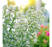 Carbeth Plants 9 X Centranthus Ruber Albus Bare Root - Late Spring To Autumn Flowering White Easy To Grow And Drought Tolerant Perennial Shrub