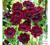 Carbeth Plants 9 X Cosmos Atrosanguineus Bare Root - Chocolate Cosmos With Fragrant Dark Summer To Early Autumn Flowering Shrub