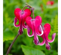 Carbeth Plants 9 X Dicentra Burning Hearts Bare Root - Red Bleeding Hearts Compact Perennial For Late Spring To Early Summer Colour
