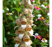 Carbeth Plants 9 X Digitalis Lanata Foxglove Bare Root - Rare Purple, Red & White Early Summer Flowering Pollinator Friendly Perennial Shrub