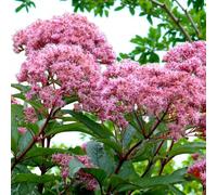Carbeth Plants 9 X Eupatorium Atropurpureum Bare Root - Tall Purple Joe Pye Weed Summer To Autumn Flowering Pollinator Friendly Perennial Shrub
