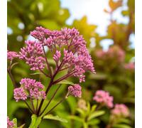 Carbeth Plants 9 X Eupatorium Baby Joe Bare Root - Lavender Pink Joe Pye Weed Late Summer To Early Autumn Flowering Shrub For Damp Borders