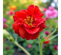 Carbeth Plants 9 X Geum Mrs Bradshaw Bare Root - Red Semi-Double Spring To Summer Flowering Hardy Herbaceous Perennial For Borders & Containers