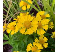 Carbeth Plants 9 X Helenium Sombrero Bare Root - Cheerful Yellow Daisy Flower Perennials Easy To Grow Long Flowering Pollinator Friendly Shrubs
