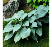 Carbeth Plants 9 X Hosta Jurassic Park Bare Root - Summer Flowering Perennial With Giant Green Leaves With Lavender Flowers For Shaded Borders