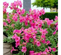 Carbeth Plants 9 X Incarvillea Delavayi I. Jarig Bare Root - Exotic Pink Hardy Summer Flowering Perennial Shrub For Sunny Borders & Rock Gardens