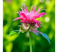 Carbeth Plants 9 X Monarda Marshalls Delight Bare Root - Bright Pink Bee Balm Hardy Fragrant Summer Flowering Pollinator Friendly Perennial Shrub