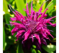 Carbeth Plants 9 X Monarda Raspberry Wine Bare Root - Deep Red Bee Balm Hardy Summer Flowering Perennial With Aromatic Foliage For Borders
