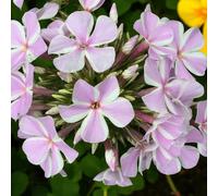 Carbeth Plants 9 X Phlox All In One Bare Root - Fragrant Lilac Pink Summer Flowering Pollinator Friendly Perennial Shrub For Mixed Borders