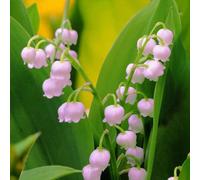 Carbeth Plants 9 X Pink Lily Of The Valley Bare Root - Rare Convallaria Rosea Fragrant Early Spring Flowering Cottage Garden Perennial Shrub