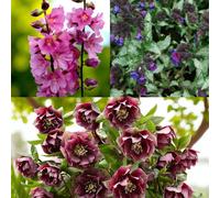Carbeth Plants 9 X Sidalcea Candy Girl, Pulmonaria Diane Claire & Helleborus Double Ellen Pink Bare Root Mix - Mixed Perennial Plant Collection