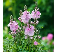 Carbeth Plants 9 X Sidalcea Little Princess Bare Root Bright Pink Mallow Summer Flowering Perennial Pollinator Friendly Shrub
