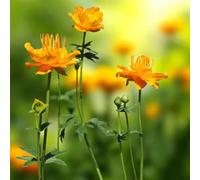 Carbeth Plants 9 X Trollius Orange Globe Bare Root Golden Orange Globeflower Hardy Perennial Early Summer Flowering