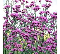 Carbeth Plants 9 X Verbena Bonariensis Bare Root Tall Pollinator Friendly Purple Perennial Summer To Autumn Flowering