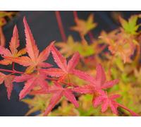 Carbeth Plants Acer Palmatum Phoenix In 9Cm Pot - Hardy Garden Ready Japanese Maple Plant