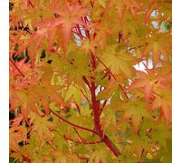Carbeth Plants Acer Palmatum Sangokaku In 9Cm Pot - Hardy Deciduous Japanese Maple Garden Shrub