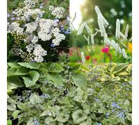 Carbeth Plants Achillea White Beauty, Actaea White Pearl & Brunnera Jack Frost 6 X Bare Root Mix