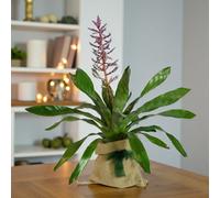 Carbeth Plants Aechmea Blue Rain Gift Wrapped - Exotic Bromeliad Indoor Houseplant Gift