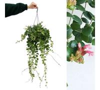 Carbeth Plants Aeschynanthus Thai Pink Lipstick Plant - Indoor Plant In 15Cm Hanging Pot