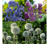 Carbeth Plants Agapanthus Blue Trimphator, Salvia Purple Rain & Echinops Snow King 9 X Bare Root Mix