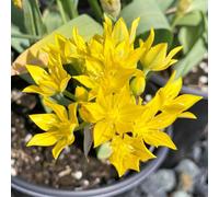 Carbeth Plants Allium Moly 50 X Spring Bulbs - Spring Flowering Perennials