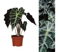 Carbeth Plants Alocasia Polly - Elephant Ear Plant In 12Cm Pot - 30-40Cm In Height - Evergreen