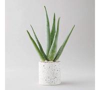 Carbeth Plants Aloe Vera Plant In 12Cm Pot - Easy To Grow Low Maintenance Houseplant - Ideal For Beginners - Decorative Pot Not Included