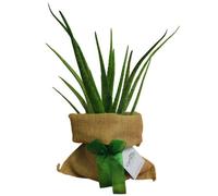 Carbeth Plants Aloe Vera Plant In Hessian Gift Wrap & Gift Card - Fantastic Plant Gift