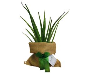 Carbeth Plants Aloe Vera Plant In Hessian Gift Wrap & Gift Card - Fantastic Plant Gift