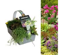 Carbeth Plants Alpine Rockplants Mix 1 X 6 Pack - Mixed Hardy Low Growing Compact Rockery Evergreen Perennial Plants For Rock Gardens & Borders