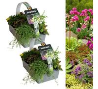 Carbeth Plants Alpine Rockplants Mix 2 X 6 Pack - Mixed Hardy Low Growing Compact Rockery Evergreen Perennial Plants For Rock Gardens & Borders