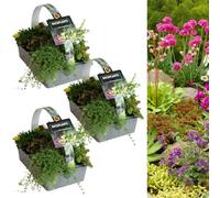 Carbeth Plants Alpine Rockplants Mix 3 X 6 Pack - Mixed Hardy Low Growing Compact Rockery Evergreen Perennial Plants For Rock Gardens & Borders