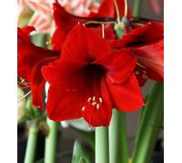 Carbeth Plants Amaryllis Bulb 'royal Red' - Hippeastrum Plant