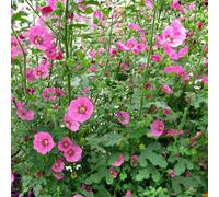 Carbeth Plants Anisodontea Marshmallow 3 X 9Cm Pots - Hardy Pink Summer Outdoor Perennial Garden Ready Shrub For Shaded Borders & Containers