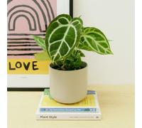Carbeth Plants Anthurium Crystallinum Real Indoor Plant In 12Cm Pot - Rare Collectable Live Crystal Anthurium - Eye Catching Foliage Houseplant