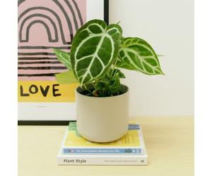Carbeth Plants Anthurium Crystallinum Real Indoor Plant In 12Cm Pot - Rare Collectable Live Crystal Anthurium - Eye Catching Foliage Houseplant