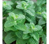 Carbeth Plants Apple Mint Plant In 13Cm Pot - Mentha Suaveolens For Edible Purposes