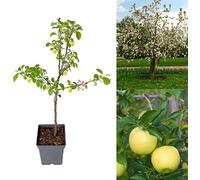 Carbeth Plants Apple Tree - Malus Golden Delicious - Patio Fruit Tree 2-4Ft In 5 Litre Pot