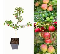Carbeth Plants Apple Tree - Mixed Varieties - Patio Fruit Tree 2-4Ft In 5 Litre Pot