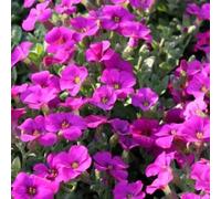 Carbeth Plants Arabis Little Treasure Deep Rose - 1 X Jumbo 6 Pack Bedding Plants - Garden Ready