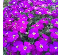 Carbeth Plants Arabis Little Treasure Deep Rose - 2 X Jumbo 6 Pack Bedding Plants - Garden Ready