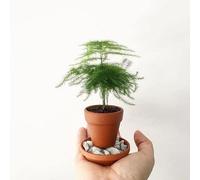 Carbeth Plants Asparagus Fern - Asparagus Plumosus Plan 7Cm Pot
